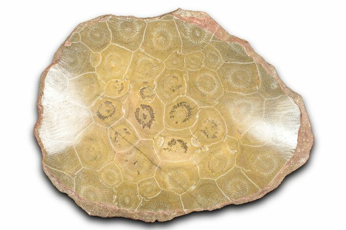 Polished Fossil Coral (Actinocyathus) Dish - Morocco #348547